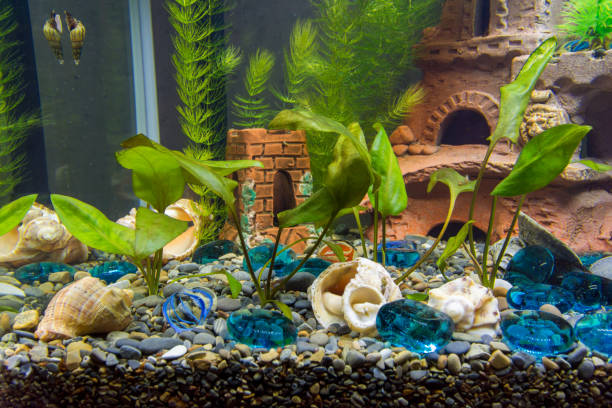 Aquarium Shop in Patel Para raipur